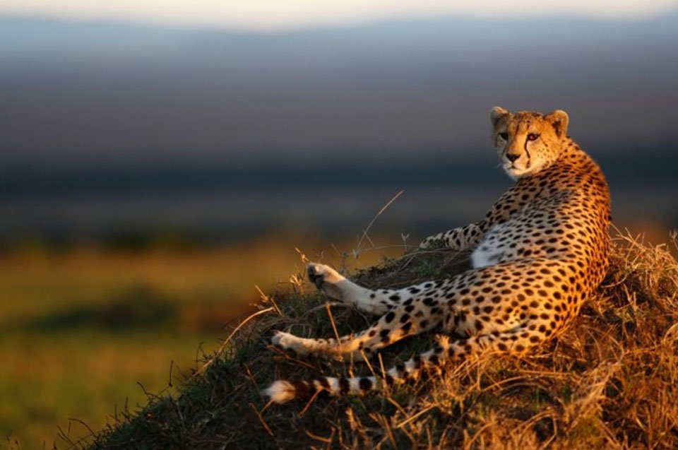 Cheetah