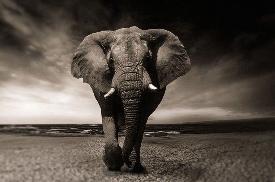 Elephant