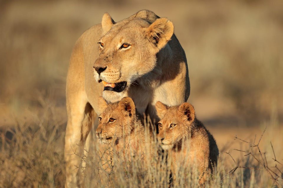 Lions
