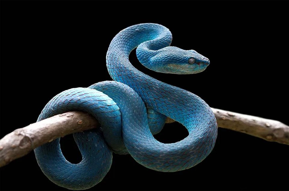 SNAKE