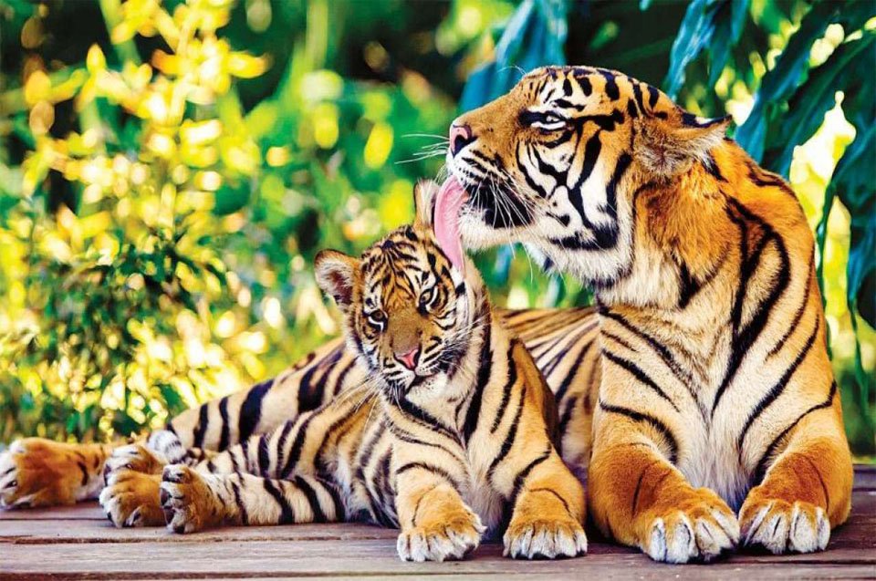 Tiger